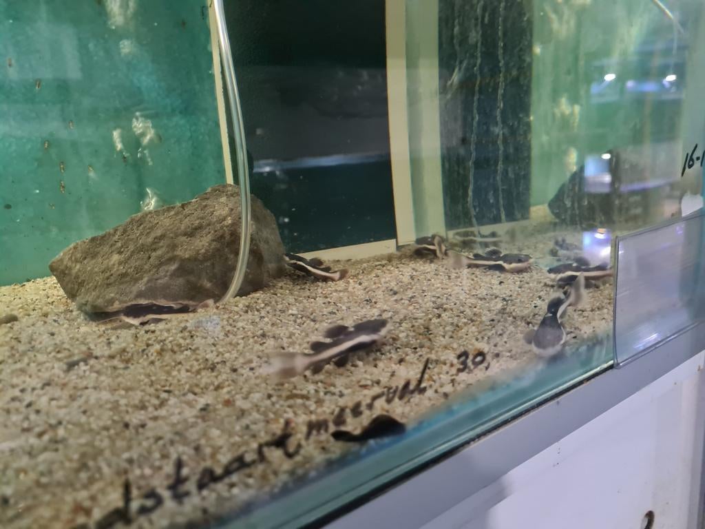 Roodstaartmeerval, rtc, Phractocephalus Hemioliopterus, Dieren en Toebehoren, Vissen | Aquariumvissen, Zoetwatervis, Vis