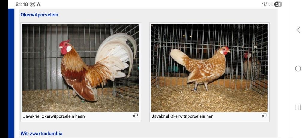 Gezocht broedeieren java kriel okerwit, Dieren en Toebehoren, Pluimvee, Geslacht onbekend, Kip