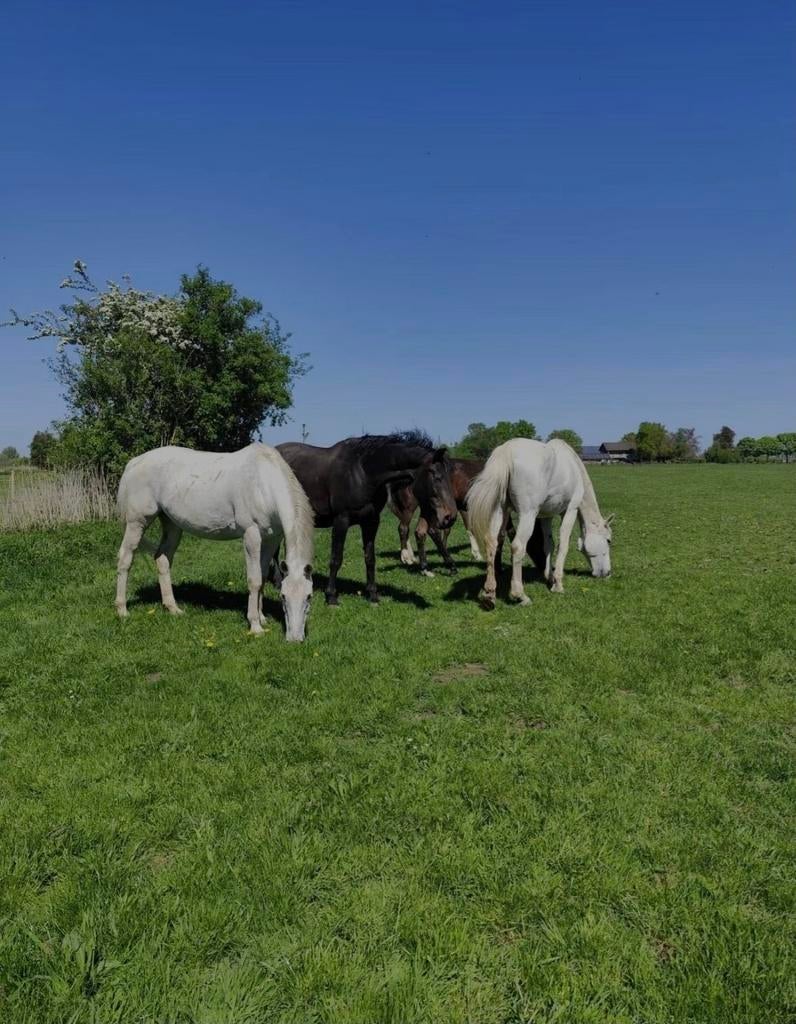 Loopstal voor ruinen of hengsten, ook opfok!, Weidegang