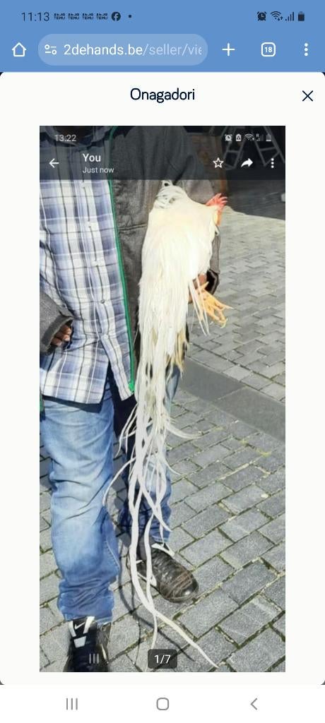 Onagadori, Dieren en Toebehoren, Meerdere dieren, Kip