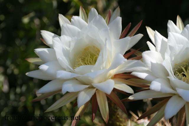 Cactus Tricocereus Candicans uit Argentinie potmaat 21cm, Huis en Inrichting, Kamerplanten, Ophalen of Verzenden, Minder dan 100 cm