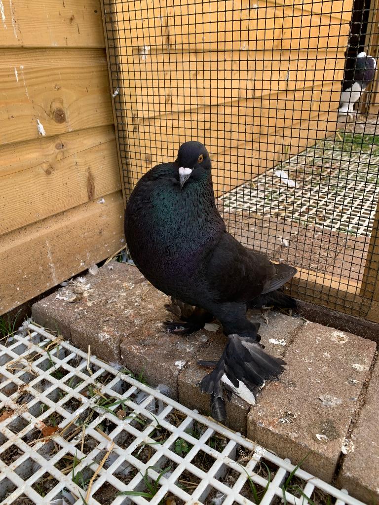 Mooie zwarte Gentse kropper doffer, Mannelijk, Kropper