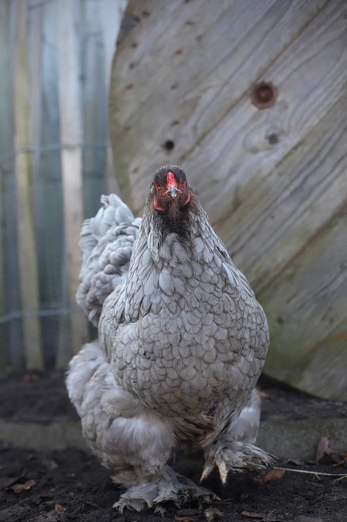 GEZOCHT Brahma haan, Dieren en Toebehoren, Mannelijk, Kip