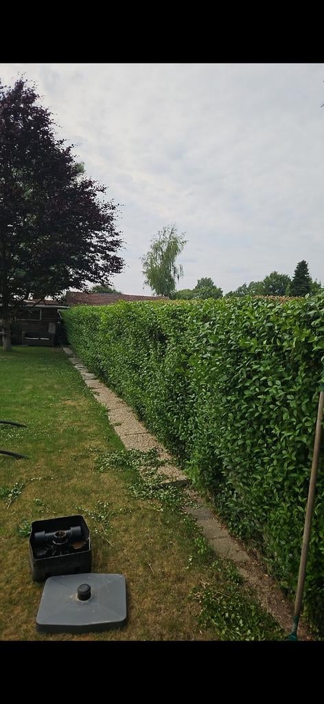 Tuinman aangeboden, Ophalen of Verzenden, Overige soorten