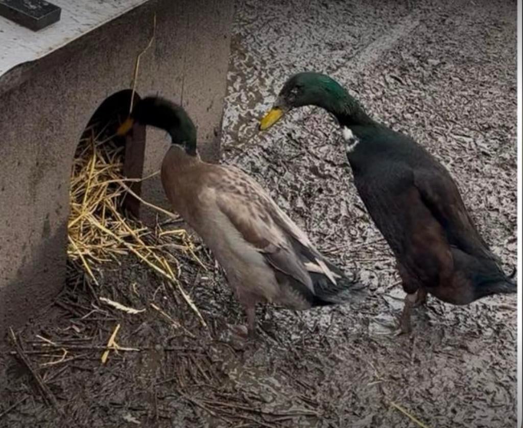 Bevruchte eieren van Indische loopeenden, Geslacht onbekend, Eend