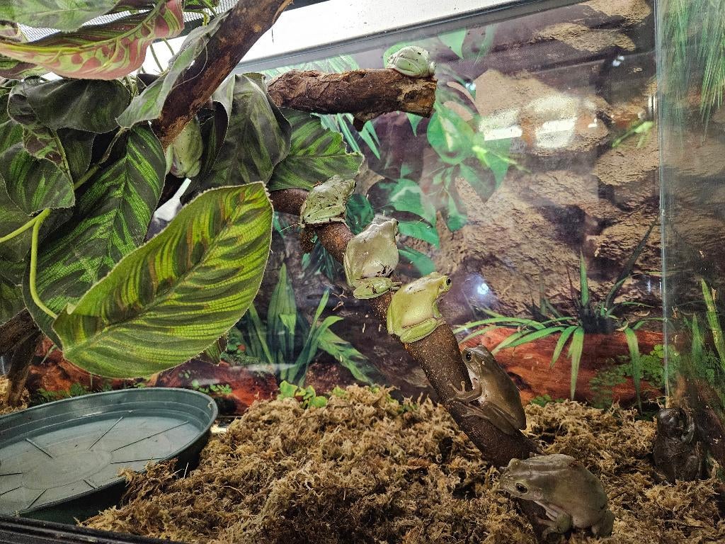 Litoria caerulea Koraalteenboomkikkers Frog - unknown for sale from TerShop