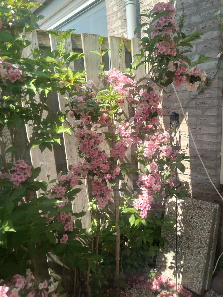 Weigela carnaval struik (sering), Tuin en Terras, Ophalen, Lente, Volle zon, Overige soorten