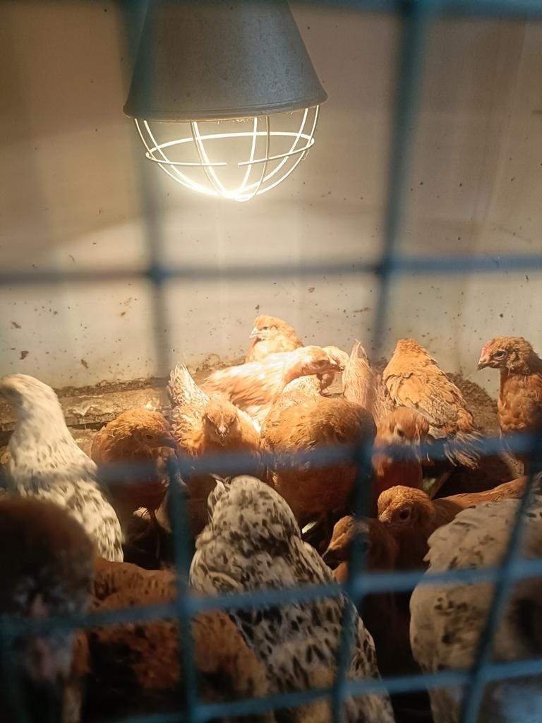 8 weken oud kuikens, Dieren en Toebehoren, Pluimvee, Meerdere dieren, Kip