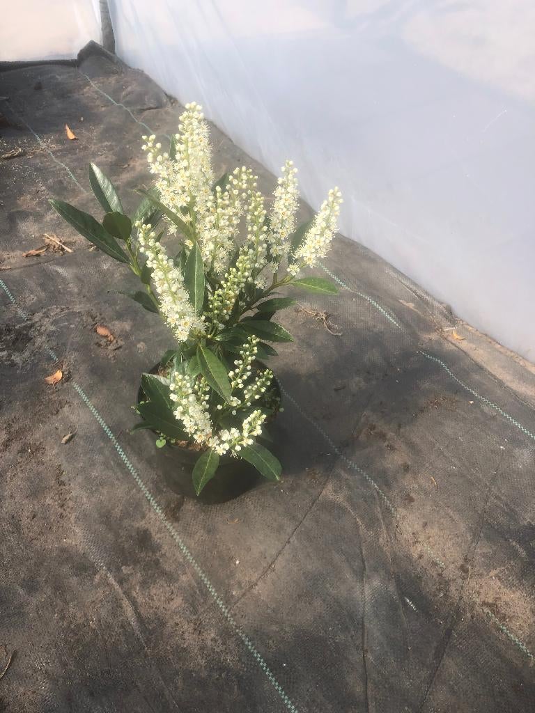 Laurier voor haag (Prunus laurocerasus ' Otto Luyken'), Ophalen, Laurier, Haag, Minder dan 100 cm