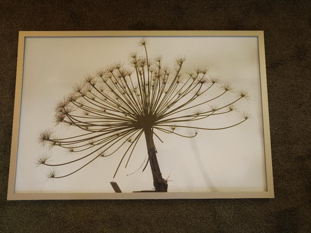 Schilderij Foto 90x60 Berenklauw, Ophalen, Zo goed als nieuw, Foto of Poster, 75 cm of meer