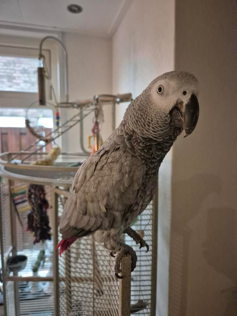 Tamme grijze roodstaart papegaai, Geslacht onbekend, Papegaai, Geringd