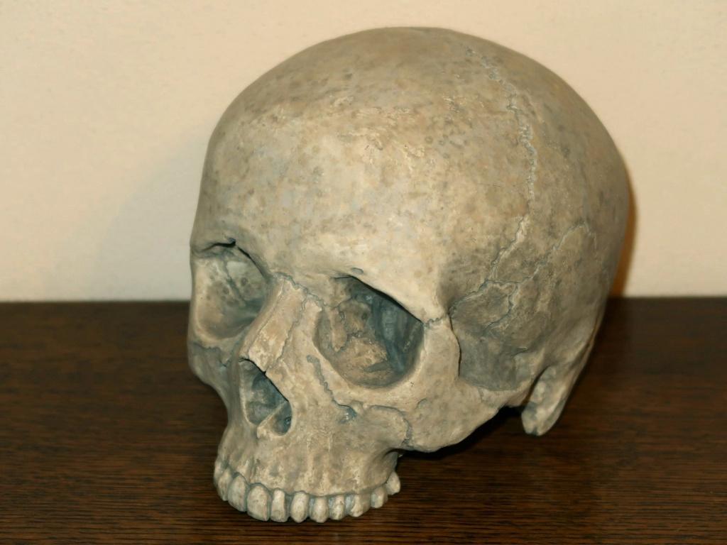 realistische REPLICA Schedel mens, Skull anatomie BUDGET #15, Ophalen of Verzenden, Nieuw