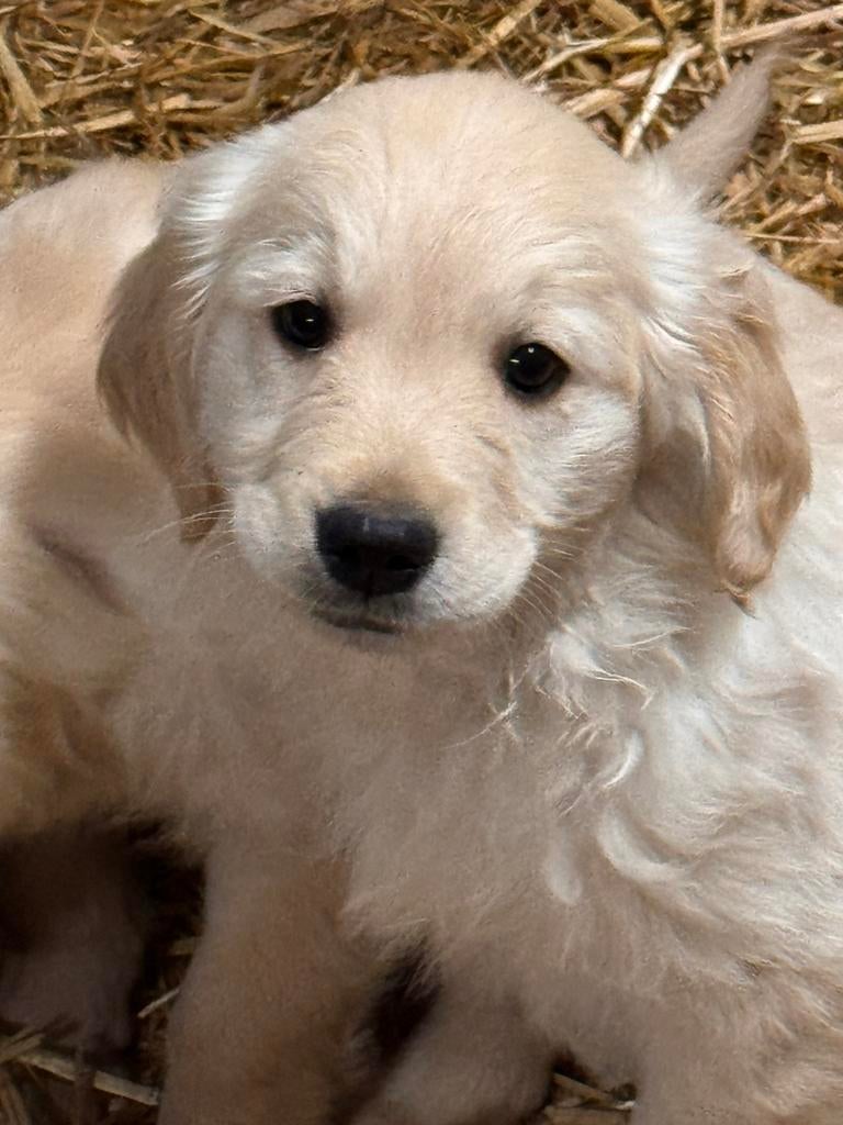 🐶💙🐶Prachtige nest Golden Retriever pups🐶💙🐶, Dieren en Toebehoren, Honden | Retrievers, Spaniëls en Waterhonden, Golden retriever