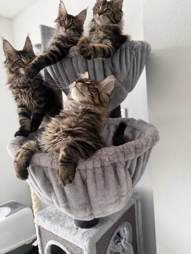 Maine coon kittens, Meerdere dieren, Ingeënt