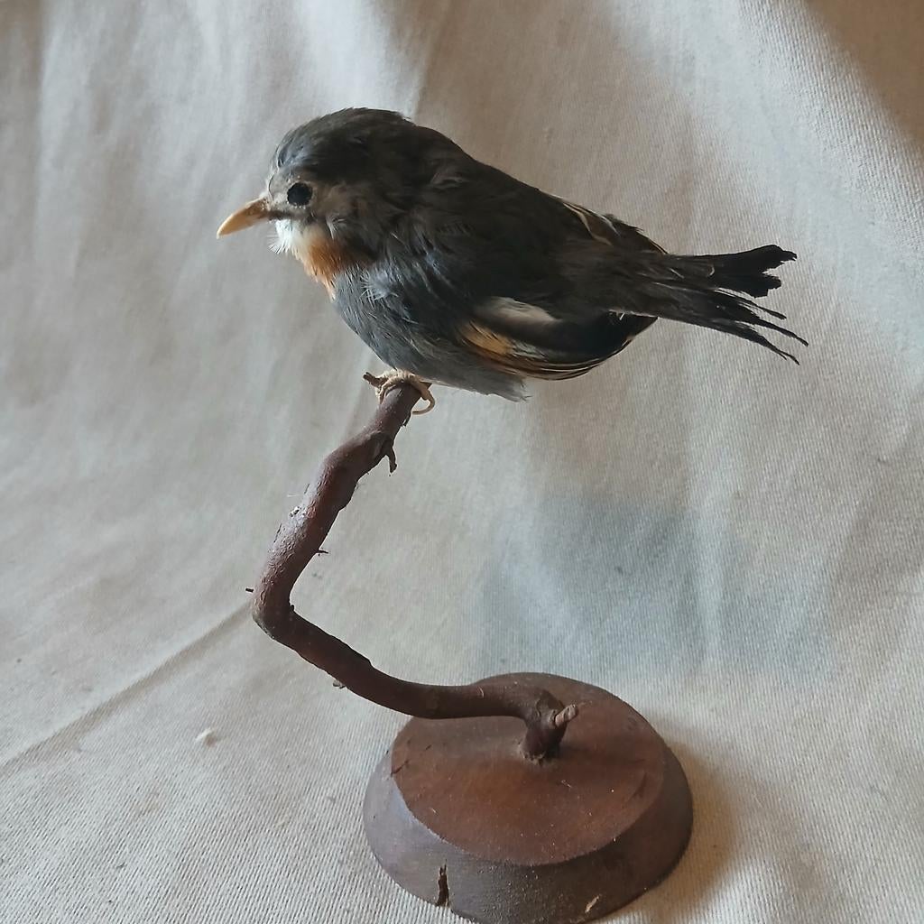 Opgezette Japanse Nachtegaal, vogel, zangvogel, Ophalen of Verzenden, Gebruikt, Vogel, Opgezet dier