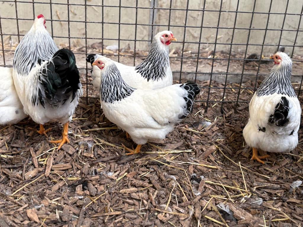 Broedeieren Wyandotte Columbia kriel, Dieren en Toebehoren, Pluimvee, Geslacht onbekend, Kip