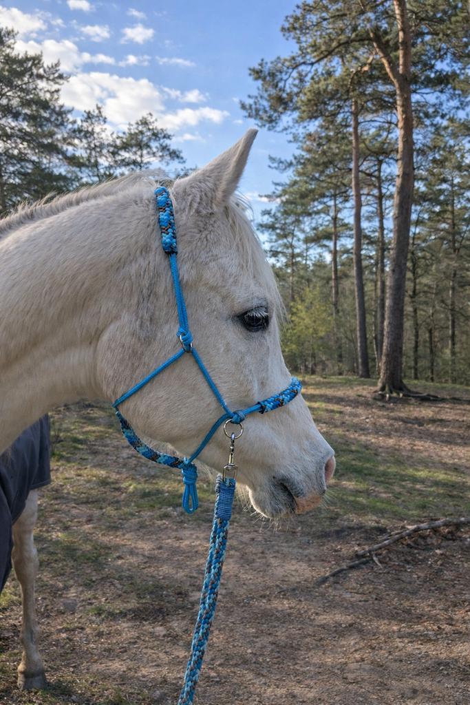 Te huur gezocht: stuk land in regio Nijmegen, Weidegang, 4 paarden of pony's of meer