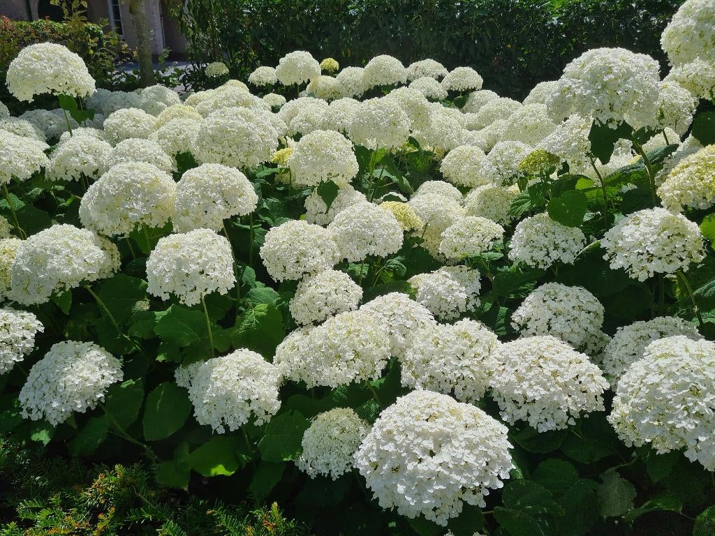 Hortensia Annabelle, Tuin en Terras, Ophalen of Verzenden, Hortensia, Struik, Minder dan 100 cm