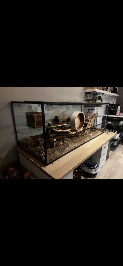 Glazen hamsterkooi groot, Kooi, Hamster, 75 tot 110 cm, Ophalen