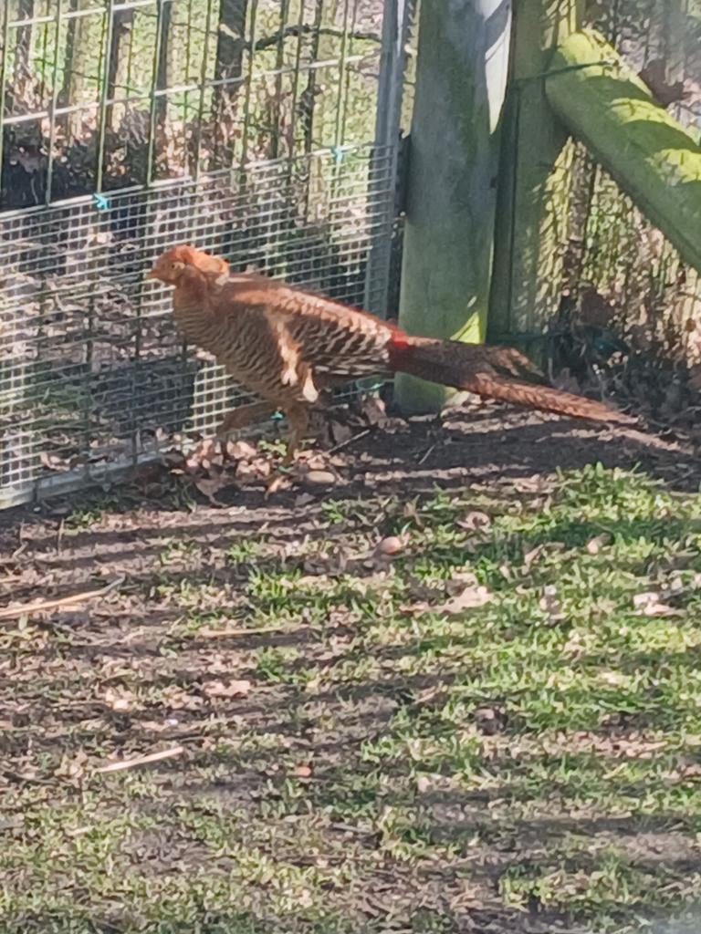 Goud fazant haan, Dieren en Toebehoren, Mannelijk, Overige soorten