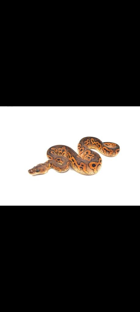 Koningspython, ball python Green Tree Python - male for sale from J