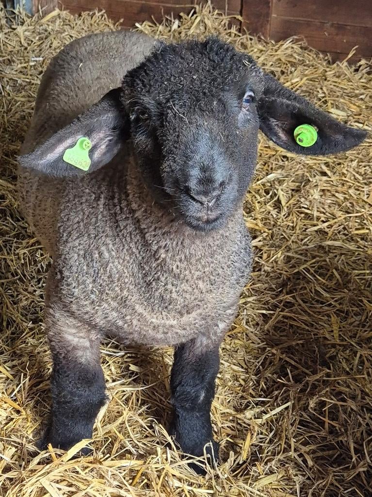 Suffolk ramlam, Mannelijk, Schaap, 0 tot 2 jaar