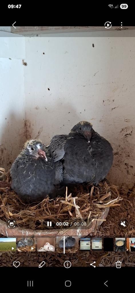 Mooie postduiven., Meerdere dieren, Overige soorten