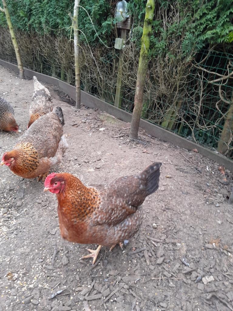 Broedeieren grote bielefelder, Geslacht onbekend, Kip
