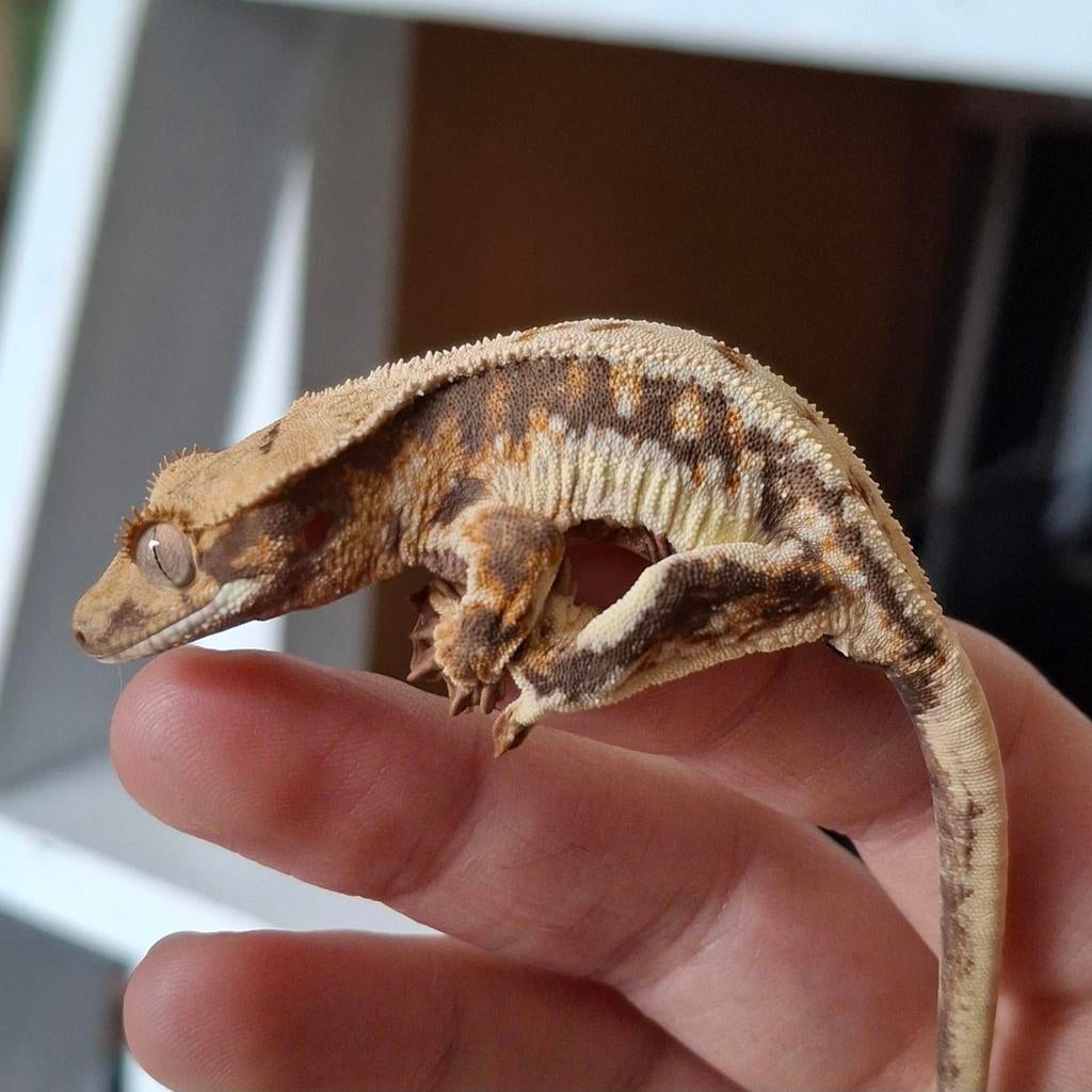 Tri-color lilly white wimpergekko/crested gecko man (1.0) Crested Gecko - male for sale from Lotus' Creatures