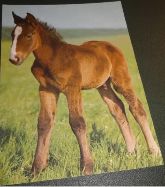 Paard - Fraai Veulen, Verzamelen, Verzenden, 1980 tot heden, Gelopen, Paard