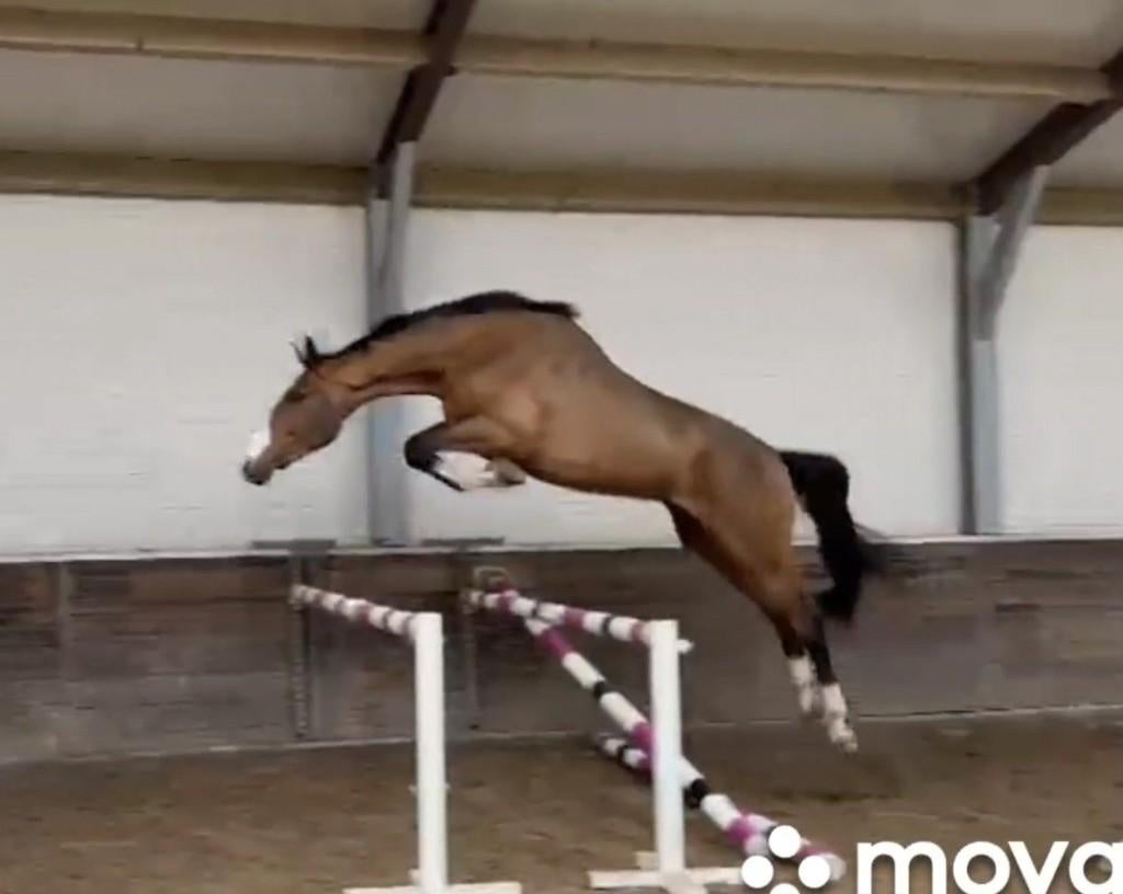 " Django " 3 jr springer *2 halfbroers 1m50 en 1m40 niveau*, Dieren en Toebehoren, Springpaard, Met stamboom, Ruin, Onbeleerd