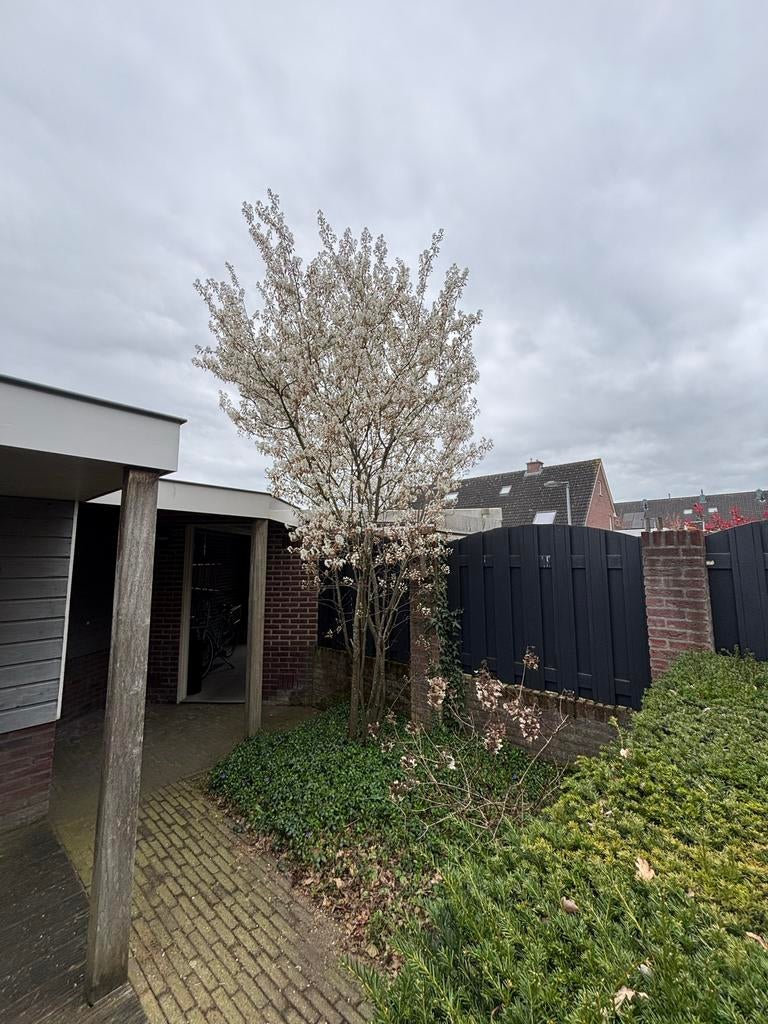 Krentenboomp (gratis), Overige soorten, Lente, 250 tot 400 cm, Ophalen