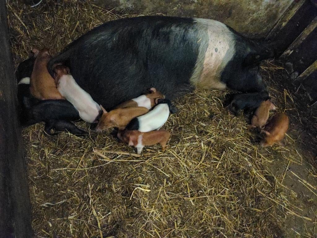 Husumer biggen, ze zijn er weer! mogen 18 april weg €.100,-, Meerdere dieren, Varken, 0 tot 2 jaar