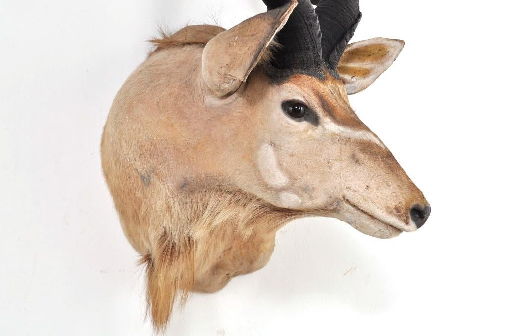 Grote opgezette koedoe hoorns kop Afrika antilope EYECATCHER, Verzamelen, Ophalen of Verzenden, Gebruikt, Wild dier, Gewei of Kop