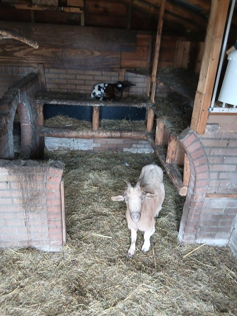Dwerg geiten met lammetjes, Dieren en Toebehoren, Vrouwelijk, Geit