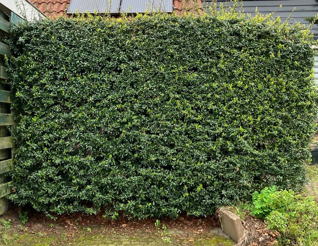 Grote Pyracantha/ Vuurdoorn, Ophalen, Overige soorten