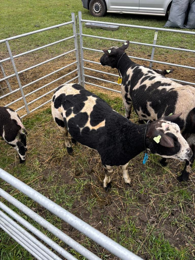 Nederlandse bonte schapen, Vrouwelijk, Schaap