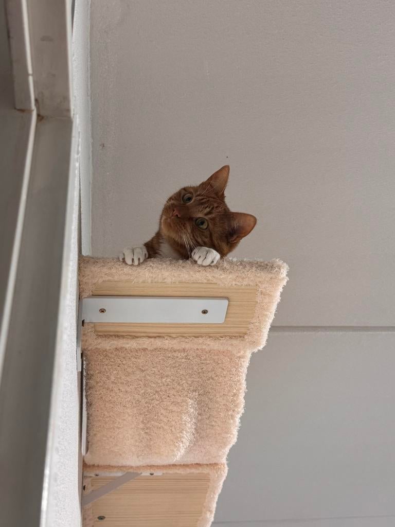 “New Member Wanted for the Chaos Team”, Dieren en Toebehoren, Katten-accessoires, Ophalen of Verzenden, Zo goed als nieuw