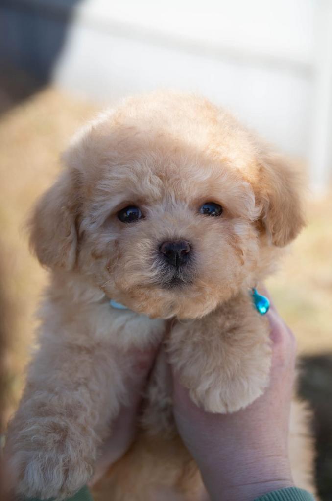 Toy Poodle Reutje (Red, Klein Formaat) – Lucky, Poedel, Reu, 8 tot 15 weken, Buitenland