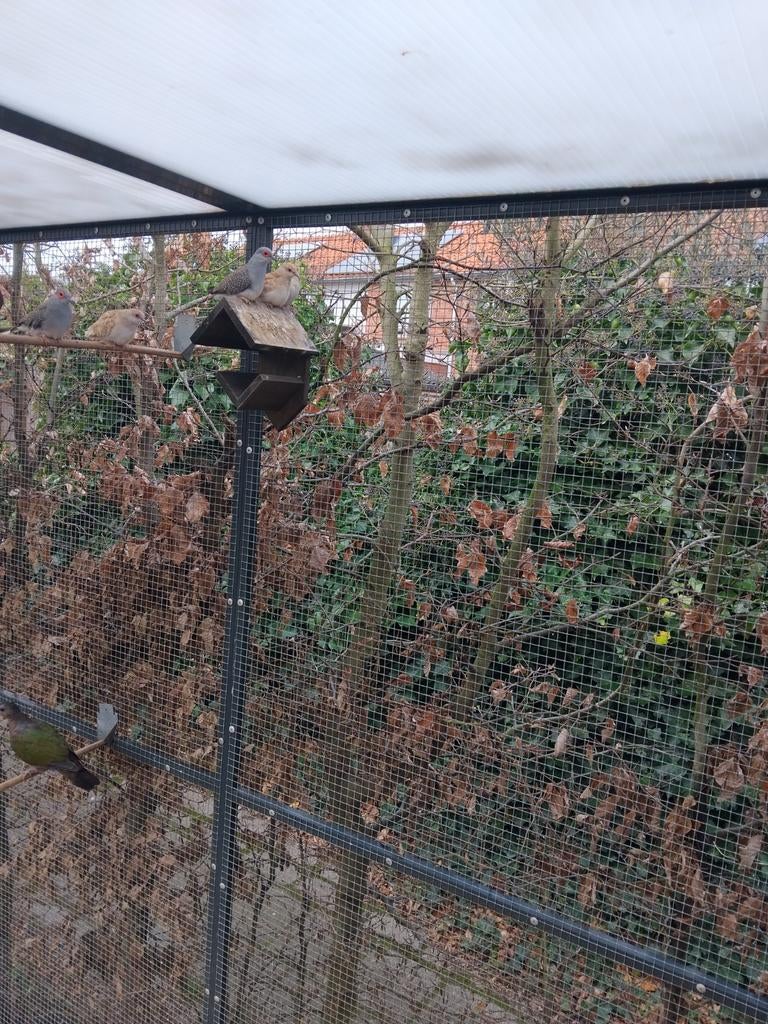 Te koop diamant duifjes, Meerdere dieren, Overige soorten