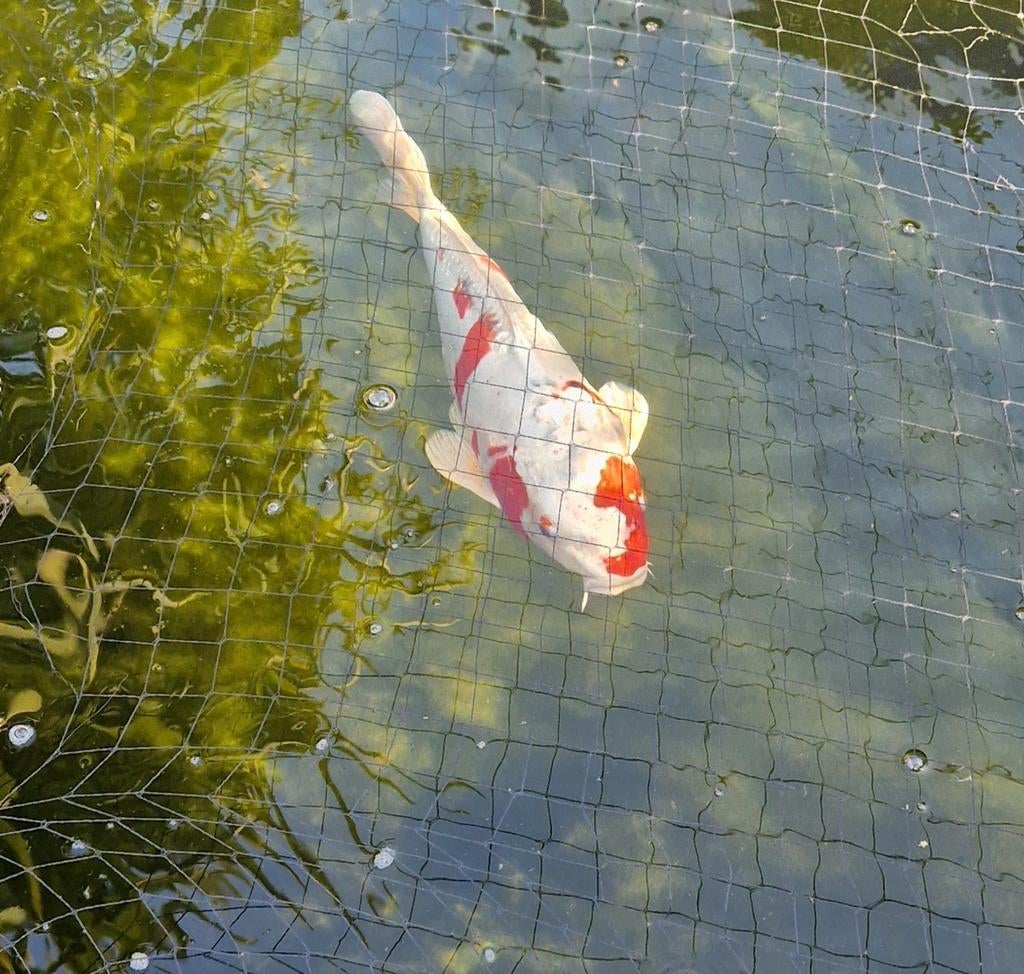 Koi's 55 +, Karper of Koi