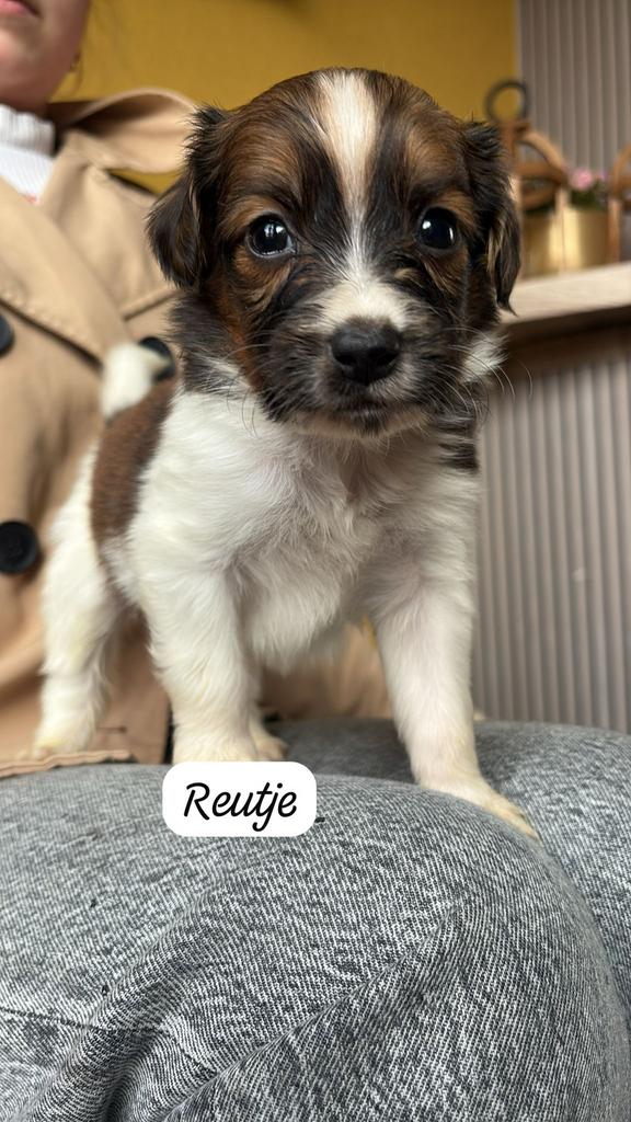 Kooiker pups, Dieren en Toebehoren, Overige rassen, 8 tot 15 weken, Meerdere, Meerdere dieren