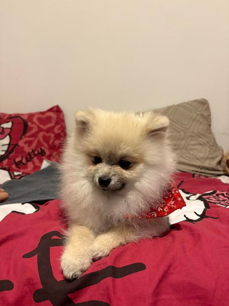 Lieve speelse pomeriaan Pup zoekt een nieuwe huis, 15 weken tot 1 jaar, Parvo, Eén hond, Nederland
