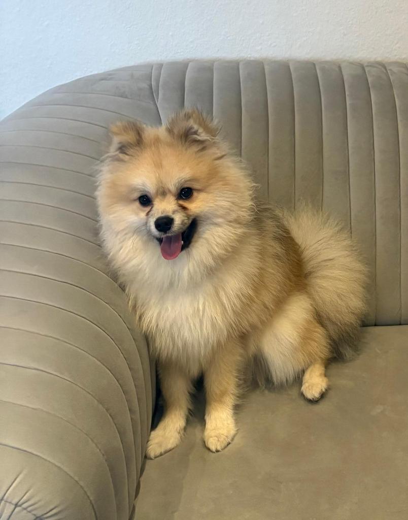 Pomsky 8 Maand Pablo zoekt een nieuw huis - Zie omschrijving, Keeshond, Rabiës (hondsdolheid), 15 weken tot 1 jaar, Reu