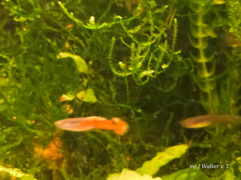 Endler guppen te koop, Dieren en Toebehoren, Vis