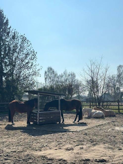 Paddock Paradise plek voor 1 a 2 sociale paardjes in Emst, Dieren en Toebehoren, Stalling en Weidegang