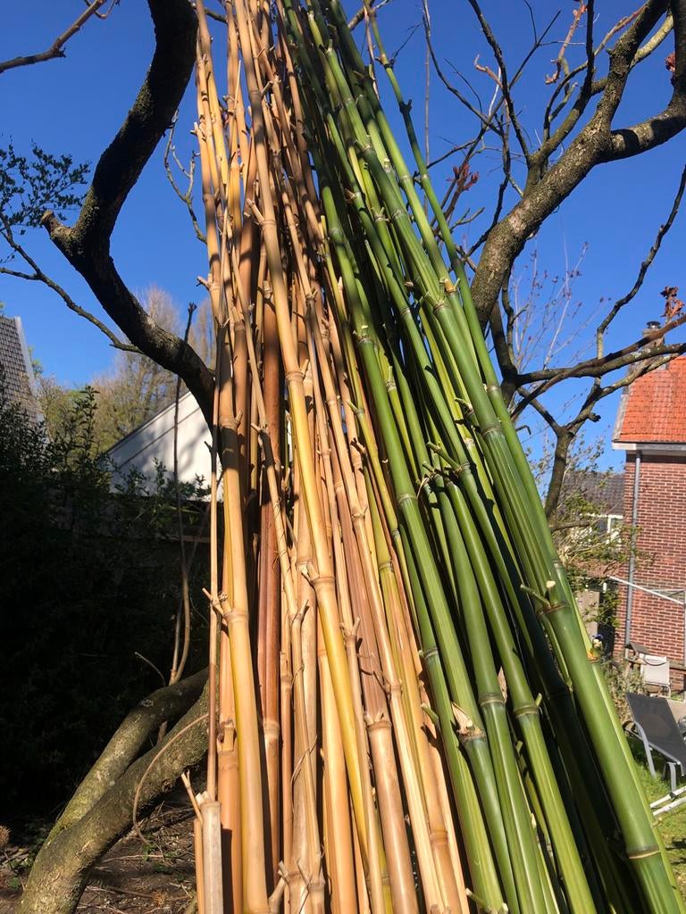 Bamboe palen, Tuin en Terras, Palen, Balken en Planken, Ophalen of Verzenden, Gebruikt, 250 cm of meer, Palen