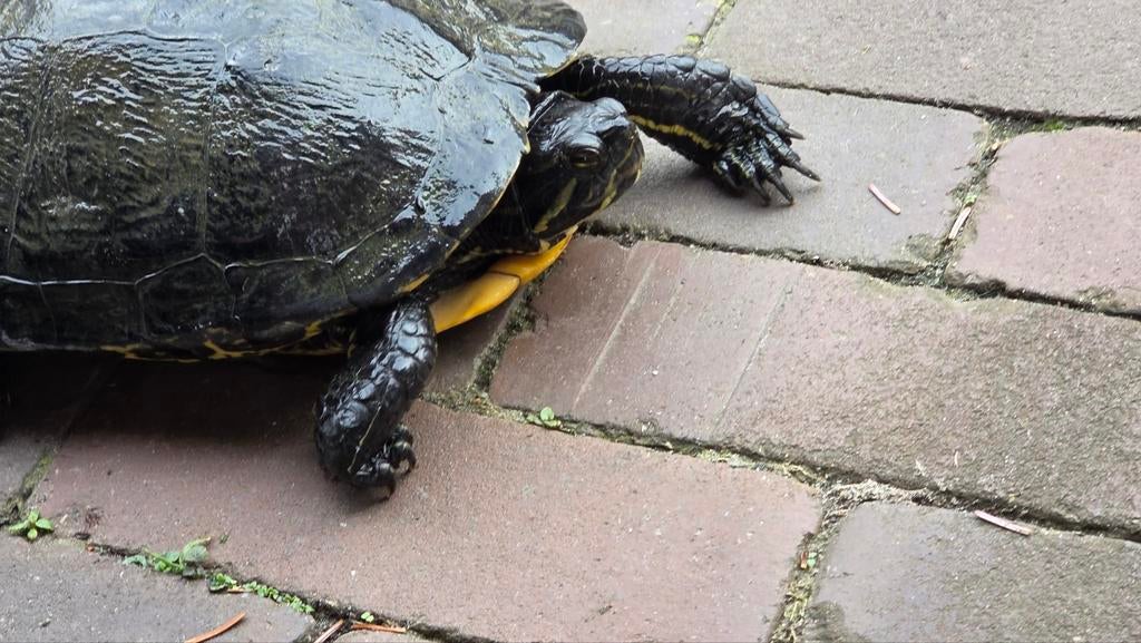 2 grote waterschildpadden leven hele jaar in de vijver Turtle - female for sale from David