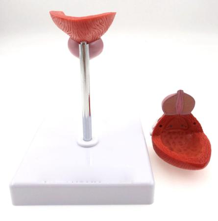 Prostaat Blaas Menselijk Anatomie Model / School Medisch, Verzenden, Nieuw