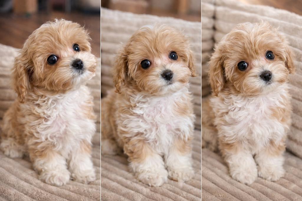 Maltipoo pups  teefje 1750€ super klein reu 1650, Nederland, Parvo, Overige rassen, 8 tot 15 weken